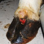 Foot Infection Before Konquest