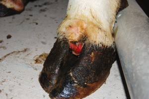 Foot Infection Before Konquest