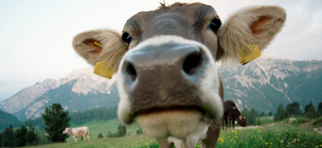 Cow1